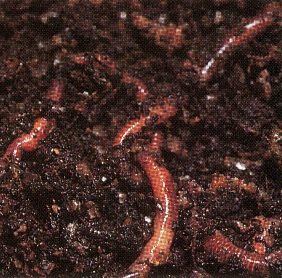 Bioaccumulatie