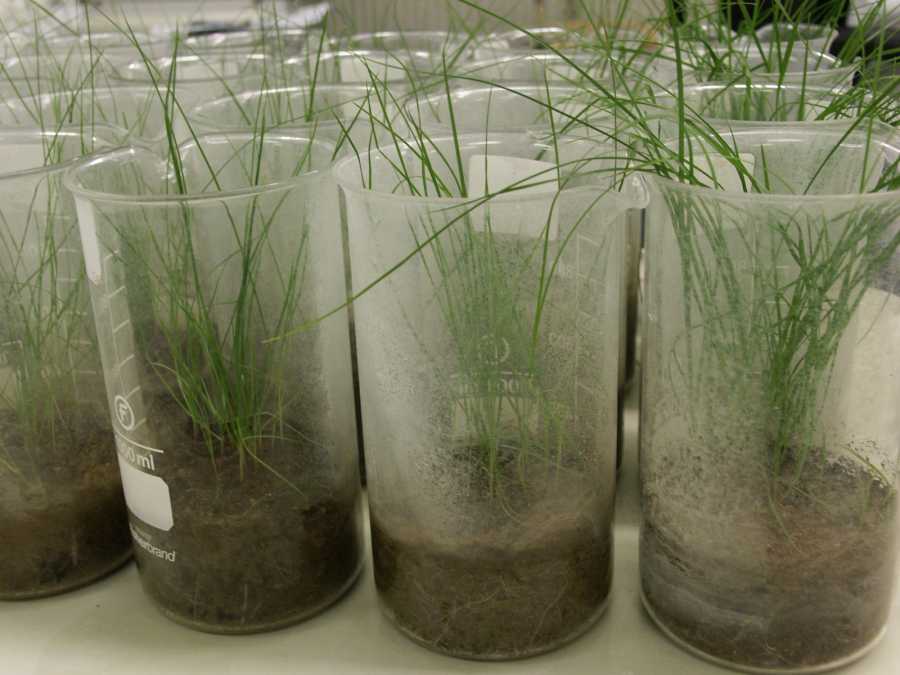 Bioassay